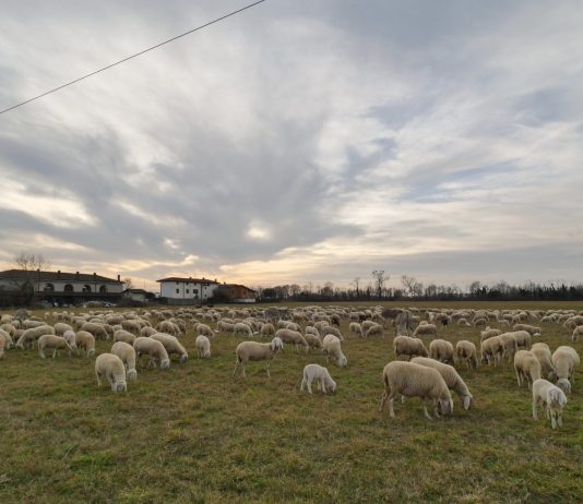 Approvata la piattaforma per il rinnovo del Ccnl allevatori 2027-2030
