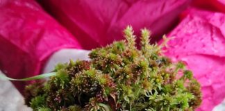 La superficie del muschio delle torbiere aiuta a catturare il carbonio, ecco i risultati di una ricerca internazionale