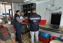 Controlli dei NAS a Palermo, chiuse tre pescherie e sanzioni per 34 mila euro