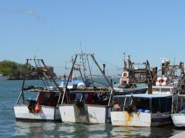 Delegazione del Parlamento Europeo in Alto Adriatico per valutare le sfide ambientali del delta del Po e le esigenze dei pescatori locali