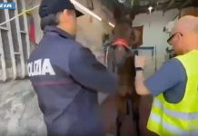 Col kalashnikov a una corsa clandestina di cavalli, giovane arrestato a Catania