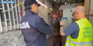 Col kalashnikov a una corsa clandestina di cavalli, giovane arrestato a Catania