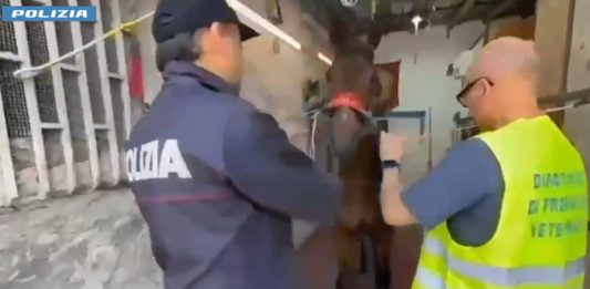 Col kalashnikov a una corsa clandestina di cavalli, giovane arrestato a Catania