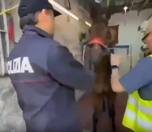 Col kalashnikov a una corsa clandestina di cavalli, giovane arrestato a Catania