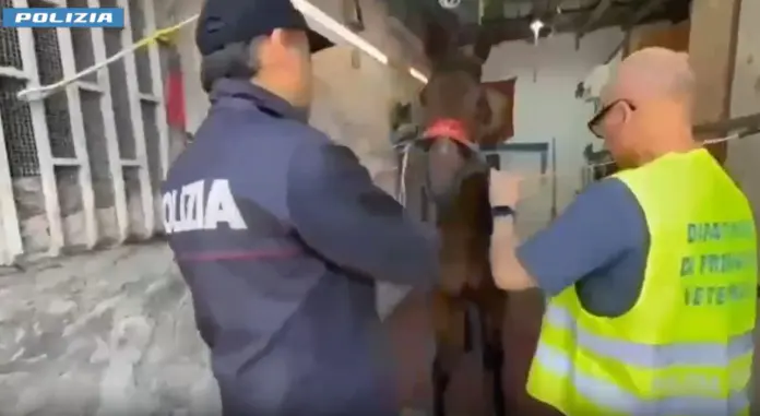 Polizia (2)