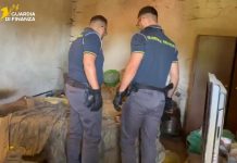 Smantellate due serre di marijuana in provincia di Udine, sequestrati 23 chili di droga