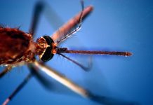 Da inizio anno 657 casi di West Nile, 294 di Dengue e 28 di Chikungunya: il report aggiornato dell’ISS