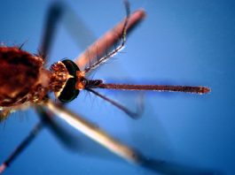 Da inizio anno 657 casi di West Nile, 294 di Dengue e 28 di Chikungunya: il report aggiornato dell’ISS