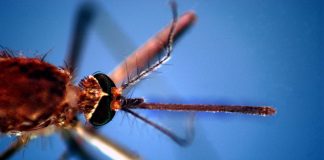 Da inizio anno 657 casi di West Nile, 294 di Dengue e 28 di Chikungunya: il report aggiornato dell’ISS