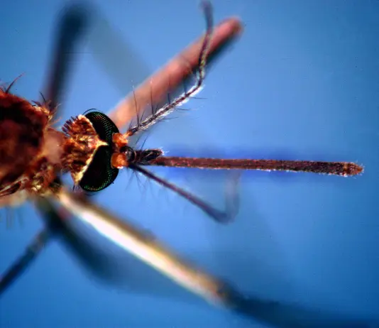 Da inizio anno 657 casi di West Nile, 294 di Dengue e 28 di Chikungunya: il report aggiornato dell’ISS