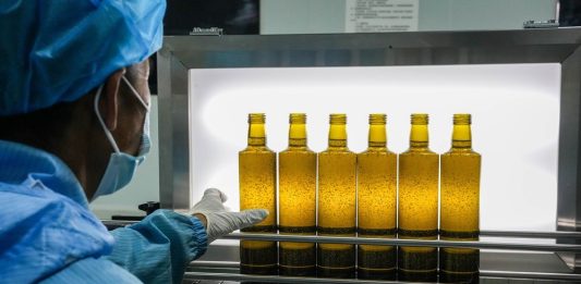 Cina: a Longnan sessione di valutazione per Australian Int’l Olive Awards (1)