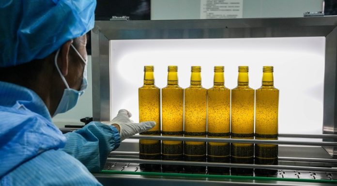 Cina: a Longnan sessione di valutazione per Australian Int’l Olive Awards (1)