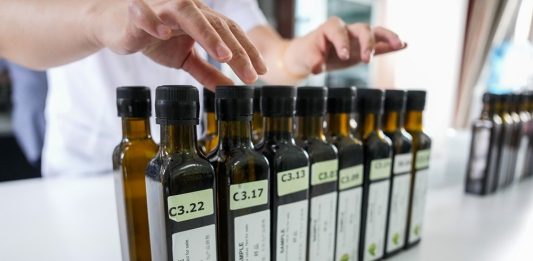 Cina: a Longnan sessione di valutazione per Australian Int’l Olive Awards (2)