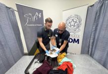 Da Miami a Torino con una testa di coccodrillo in valigia, denunciato un passeggero