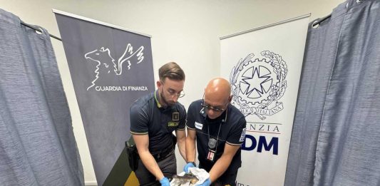 Da Miami a Torino con una testa di coccodrillo in valigia, denunciato un passeggero