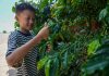 Cina: nello Yunnan cresce il turismo legato alla cultura del caffè (3)