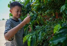 Cina: nello Yunnan cresce il turismo legato alla cultura del caffè (3)
