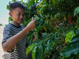 Cina: nello Yunnan cresce il turismo legato alla cultura del caffè (3)