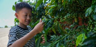 Cina: nello Yunnan cresce il turismo legato alla cultura del caffè (3)