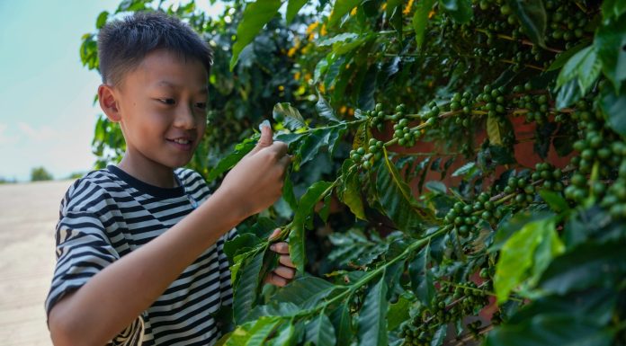 Cina: nello Yunnan cresce il turismo legato alla cultura del caffè (3)