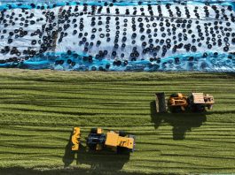 Cina: Heilongjiang, al via raccolta di colture destinate all’insilamento (1)