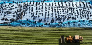 Cina: Heilongjiang, al via raccolta di colture destinate all’insilamento (1)