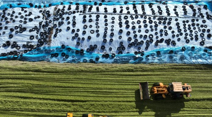 Cina: Heilongjiang, al via raccolta di colture destinate all’insilamento (1)