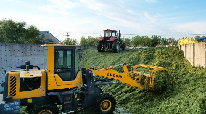 Cina: Heilongjiang, al via raccolta di colture destinate all’insilamento (2)