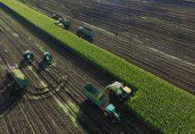 Cina: Heilongjiang, al via raccolta di colture destinate all’insilamento (3)