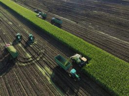 Cina: Heilongjiang, al via raccolta di colture destinate all’insilamento (3)