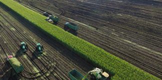 Cina: Heilongjiang, al via raccolta di colture destinate all’insilamento (3)