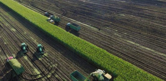 Cina: Heilongjiang, al via raccolta di colture destinate all’insilamento (3)