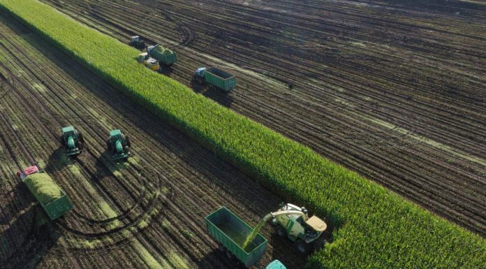 Cina: Heilongjiang, al via raccolta di colture destinate all’insilamento (3)