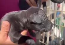 Gela, blitz contro i combattimenti clandestini tra cani: sequestrati 13 pitbull, 6 indagati