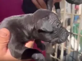 Gela, blitz contro i combattimenti clandestini tra cani: sequestrati 13 pitbull, 6 indagati / Video