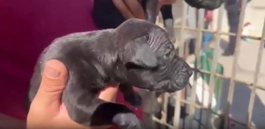 Gela, blitz contro i combattimenti clandestini tra cani: sequestrati 13 pitbull, 6 indagati