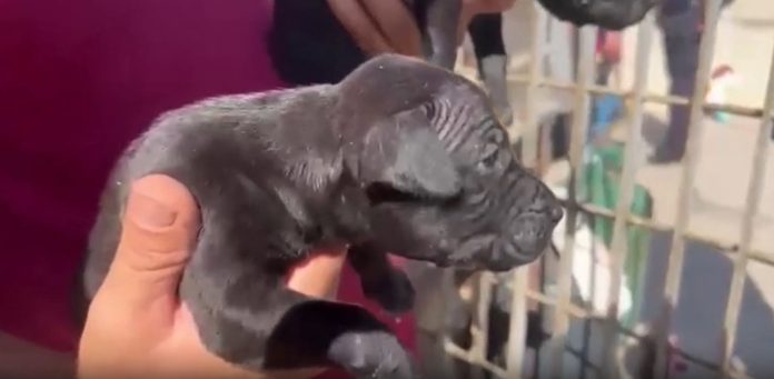 Pitbull Gela