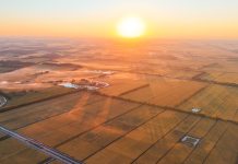 Cina: risaie in maturazione nello Heilongjiang (1)