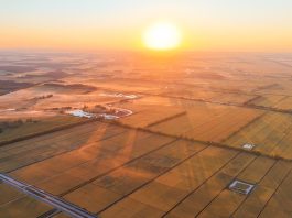 Cina: risaie in maturazione nello Heilongjiang (1)