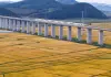Cina: risaie in maturazione nello Heilongjiang (3)
