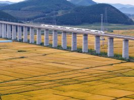 Cina: risaie in maturazione nello Heilongjiang (3)