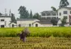 Cina: raccolta del riso nel Sichuan con l’impiego di macchinari agricoli (1)