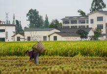 Cina: raccolta del riso nel Sichuan con l’impiego di macchinari agricoli (1)