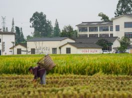 Cina: raccolta del riso nel Sichuan con l’impiego di macchinari agricoli (1)