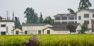 Cina: raccolta del riso nel Sichuan con l’impiego di macchinari agricoli (1)