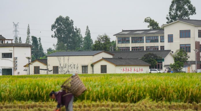 Cina: raccolta del riso nel Sichuan con l’impiego di macchinari agricoli (1)