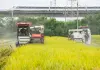 Cina: raccolta del riso nel Sichuan con l’impiego di macchinari agricoli (2)