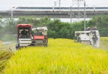 Cina: raccolta del riso nel Sichuan con l’impiego di macchinari agricoli (2)