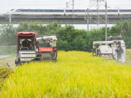 Cina: raccolta del riso nel Sichuan con l’impiego di macchinari agricoli (2)