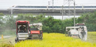 Cina: raccolta del riso nel Sichuan con l’impiego di macchinari agricoli (2)